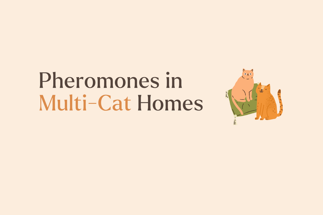 Fighting or Friends? How Pheromones Ease Multi-Cat Household Tension