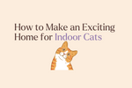 How to Make a More Exciting Home for Indoor Cats