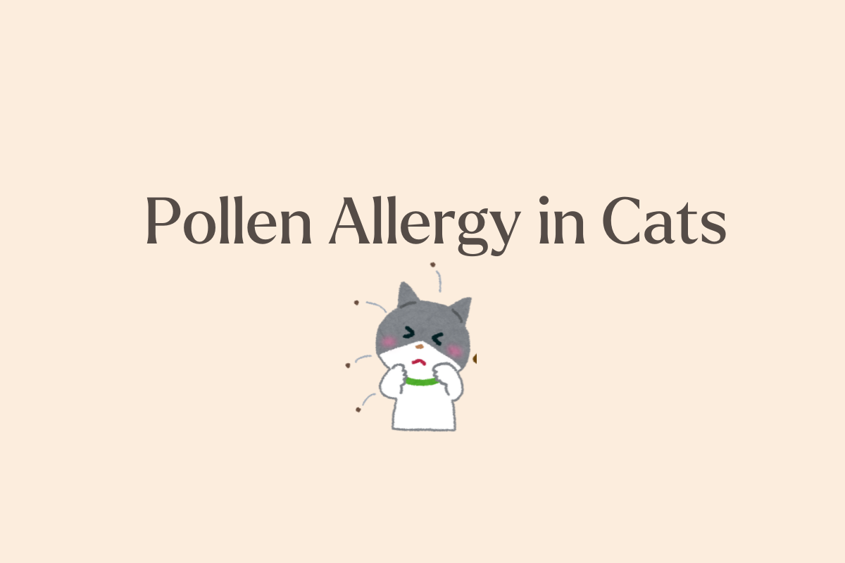 How to manage Feld 1 cat allergen for a more allergy-friendly home