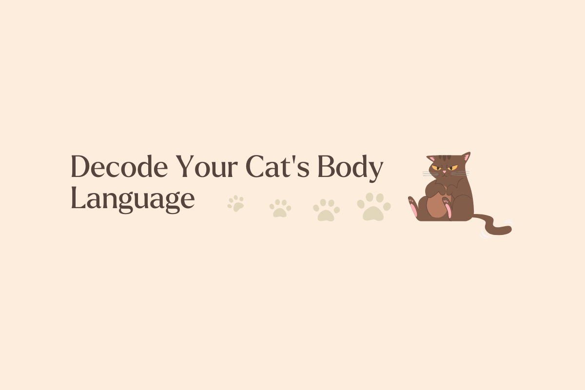 How to Decode Your Indoor Cat’s Body Language for Better Bonding
