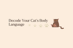 How to Decode Your Indoor Cat’s Body Language for Better Bonding