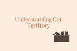 Understanding Cat Territory: Signs, Marking, and Peaceful Solutions