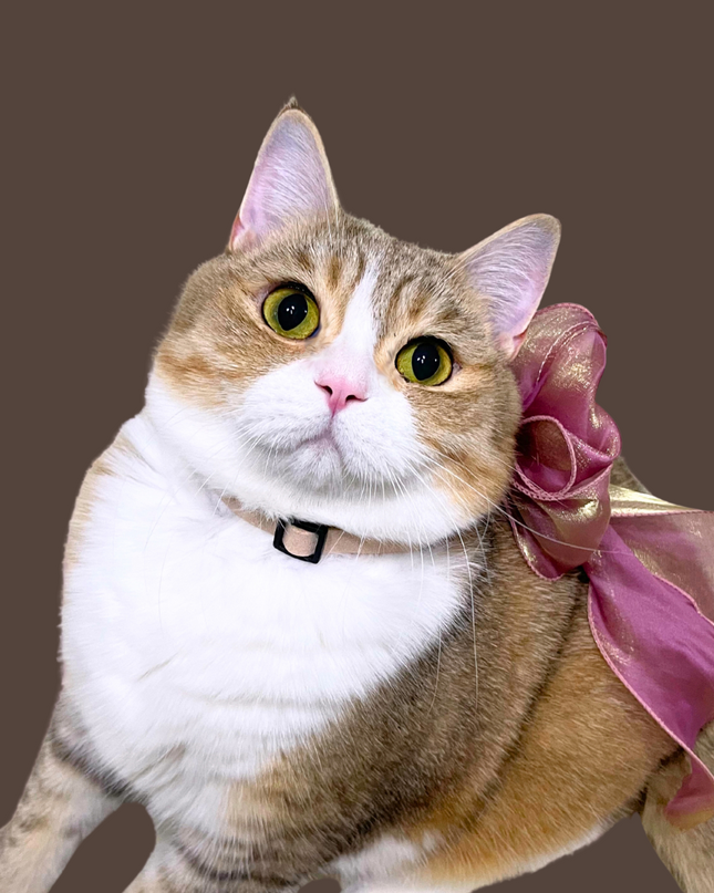 Luxurious Pearl and Rhinestone Silk Ribbon Bow Collar