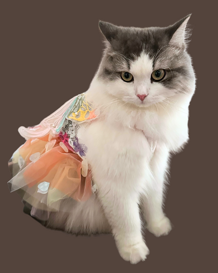 Rainbow Butterfly for Pets – Adjustable Tulle Skirt with Pearl Accents