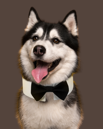 Classic Black Bowtie for Pets