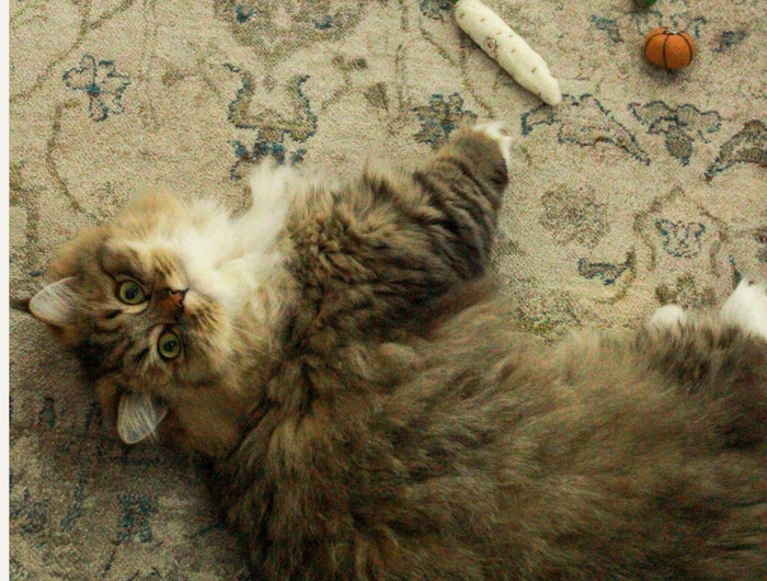 <h1>Interested in Carrying MoriCat?</h1>