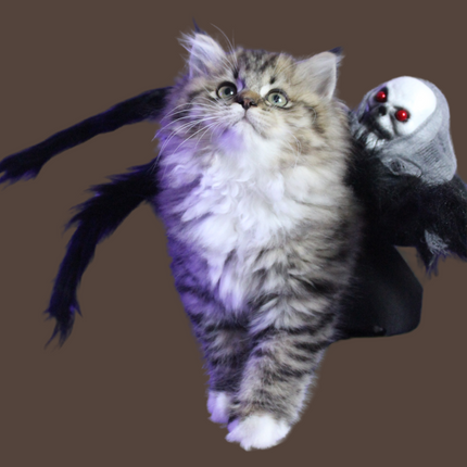 Halloween Spider with Head Scarf Pet Costume