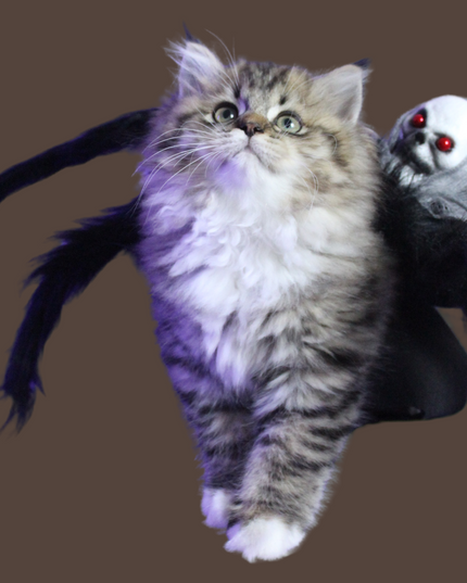 Halloween Spider with Head Scarf Pet Costume