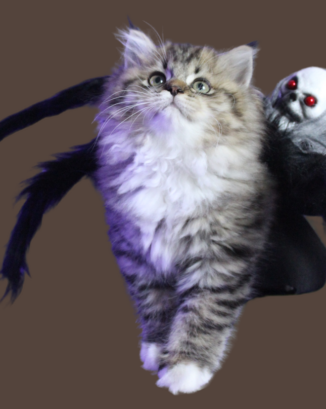 Halloween Spider with Head Scarf Pet Costume