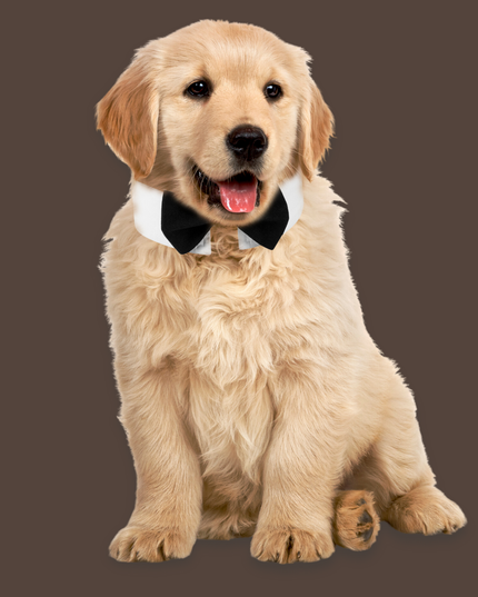 Classic Black Bowtie for Pets