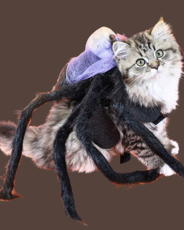 Halloween Spider with Head Scarf Pet Costume