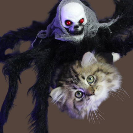Halloween Spider with Head Scarf Pet Costume