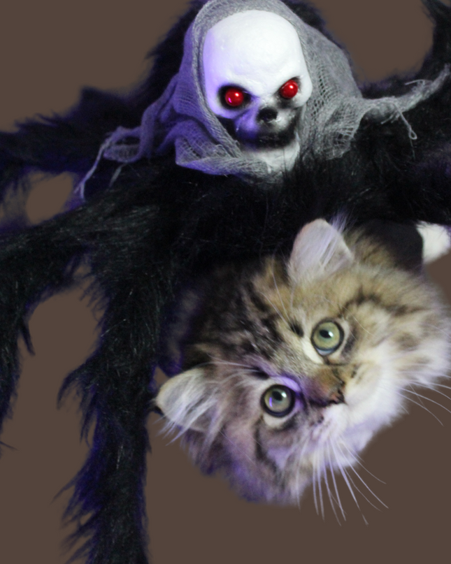 Halloween Spider with Head Scarf Pet Costume