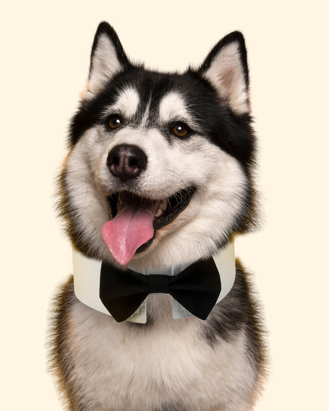 Pilot Yellow Adventure - Cat and Dog Birthday Party Kit