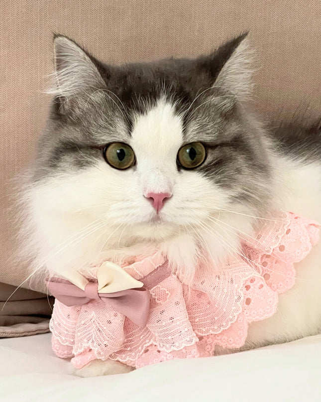 Pink Candy Bliss - Cat and Dog Birthday Party Kit