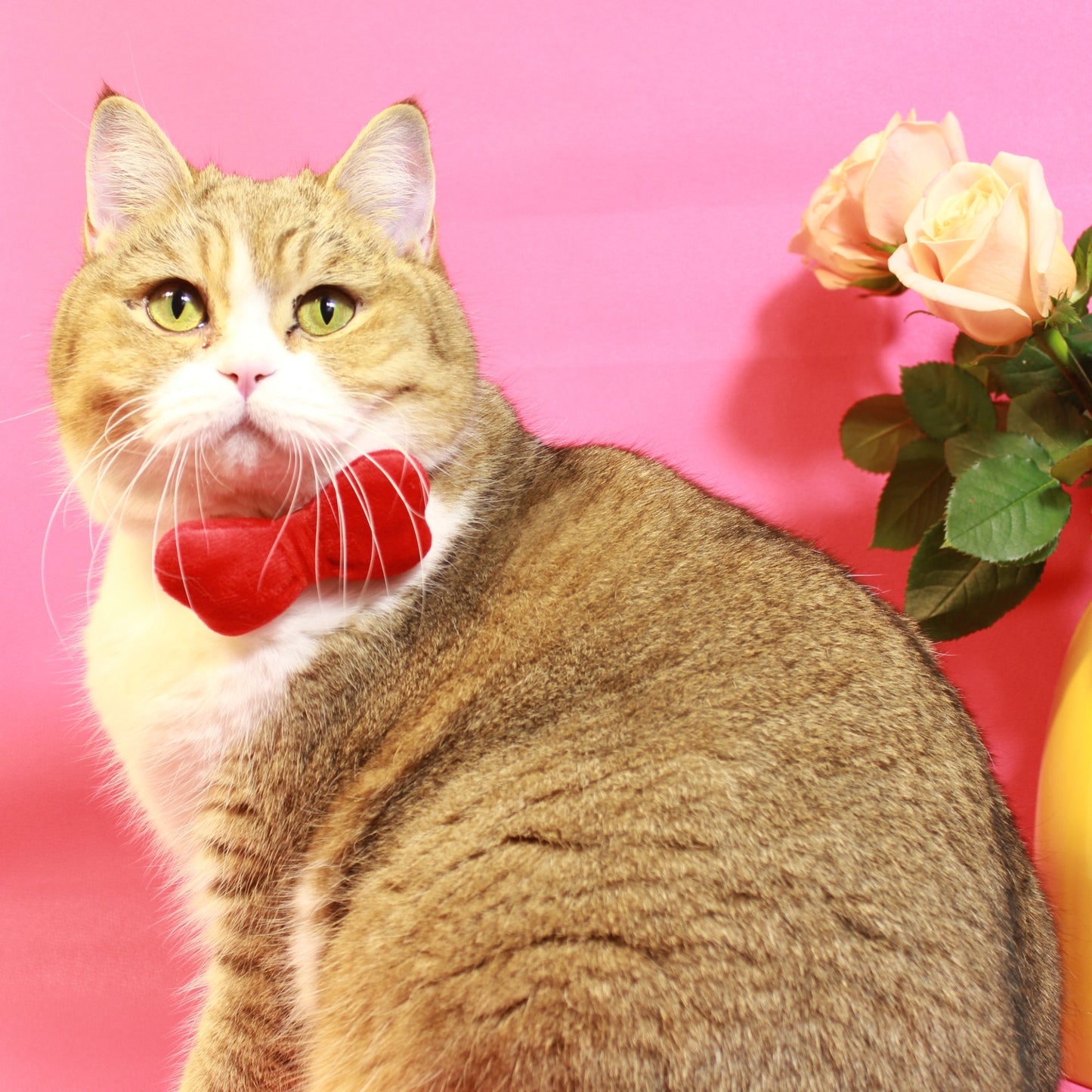 Cat Gift Set in Red with Modular Collar Velvet Bow and Catnip Toys