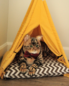 Both Pocket and Weighted Plush