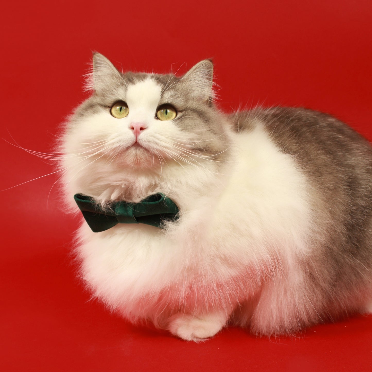Modular Cat Collar with Green Velvet Bow