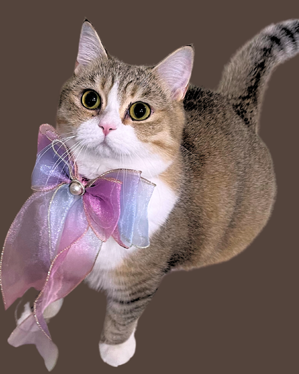 Mermaid's Dream Pearl & Gold Silk Ribbon Bow Collar