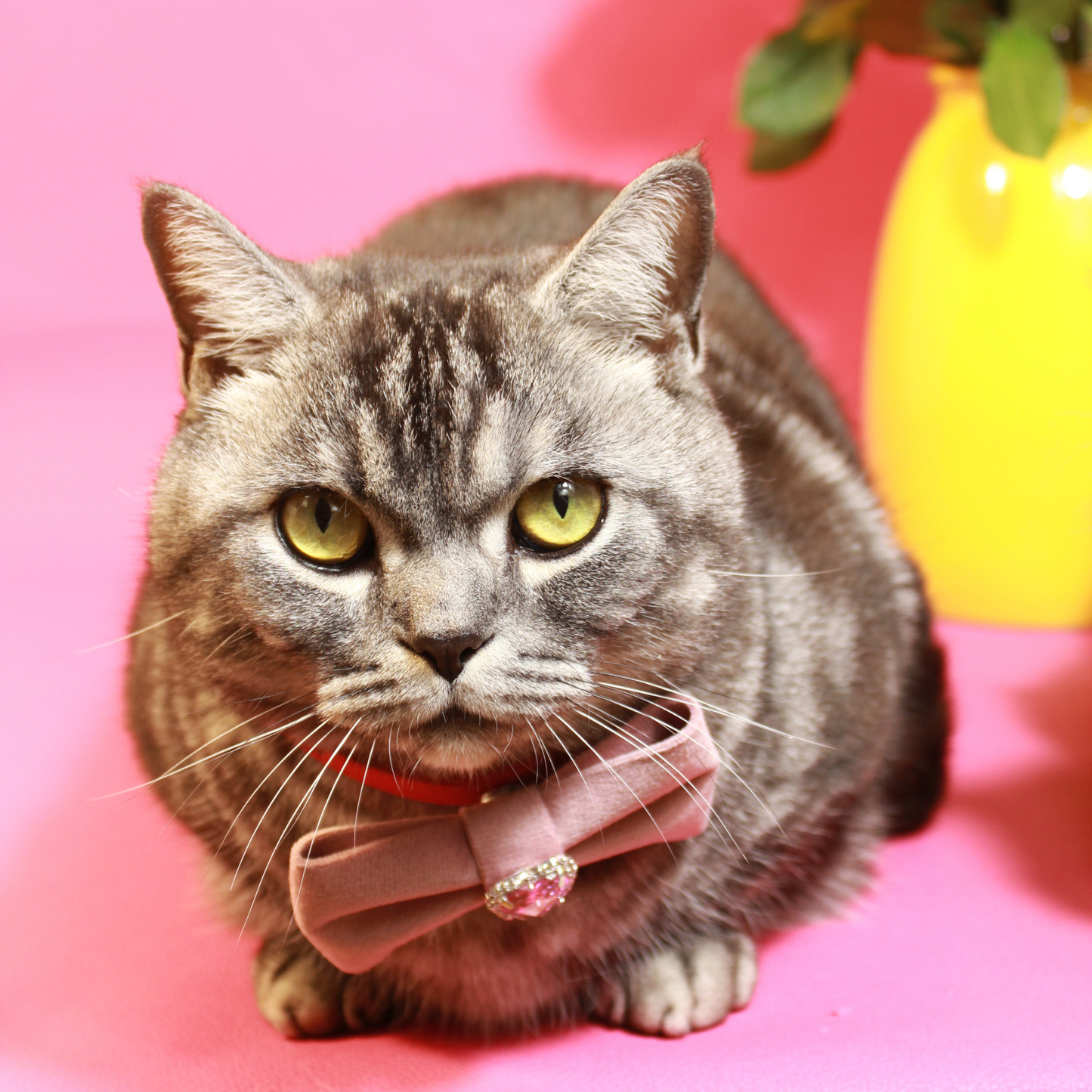 Modular Cat Collar with Light Pink Velvet Bow and Zircon Shine