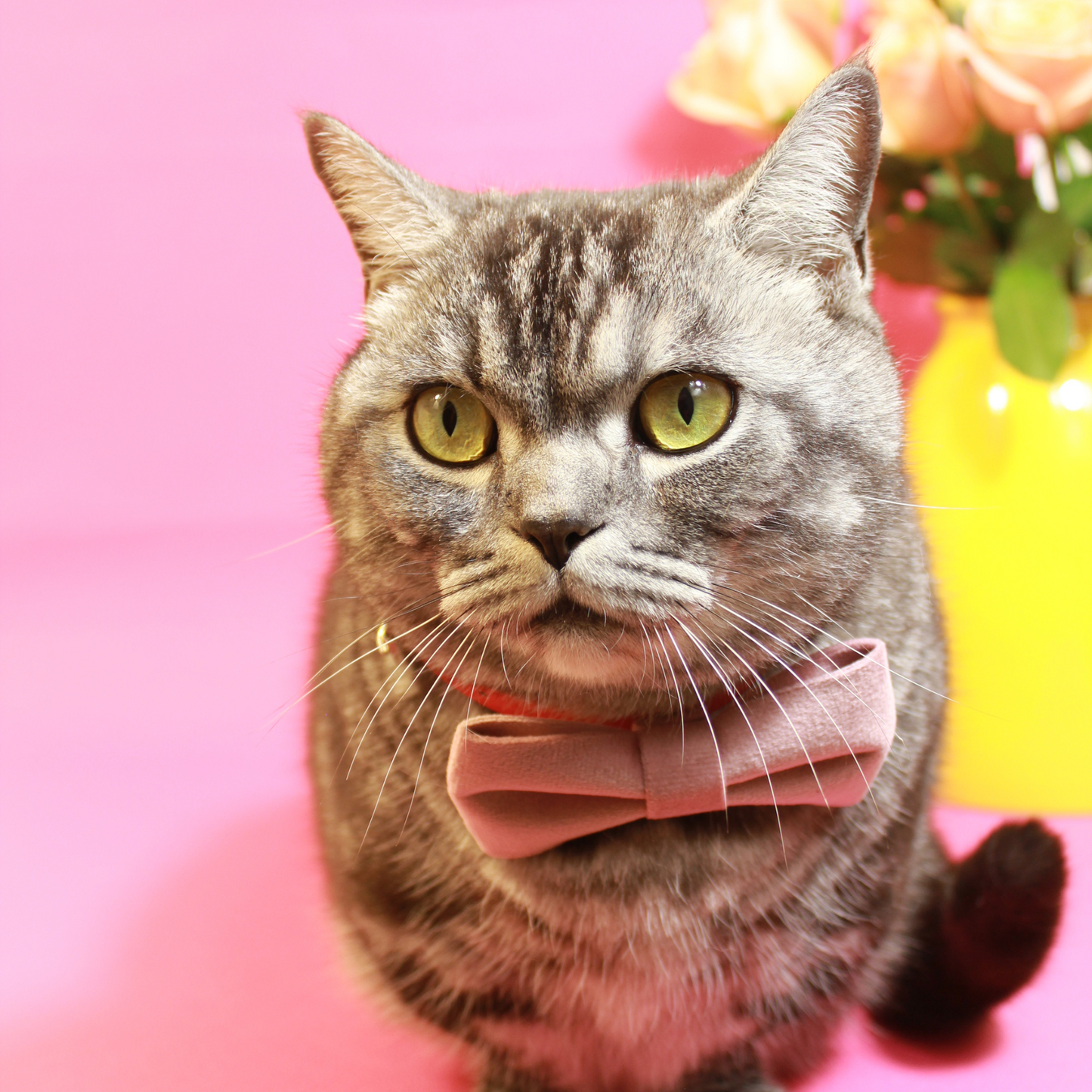 Cat Gift Set in Pink with Modular Collar Velvet Bow and Catnip Toys