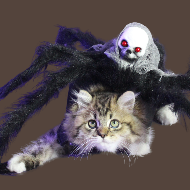 Halloween Spider with Head Scarf Pet Costume