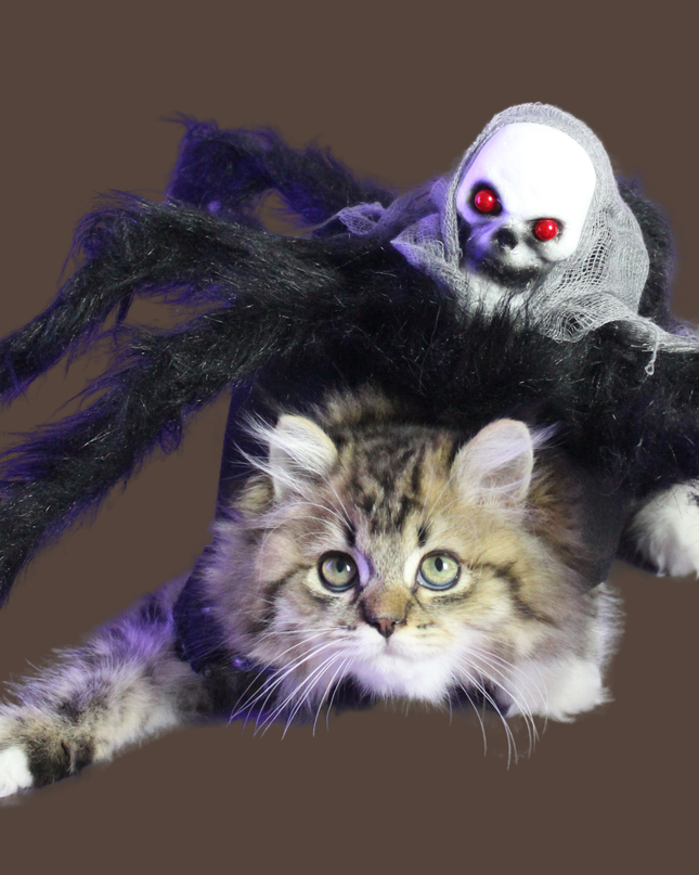 Halloween Spider with Head Scarf Pet Costume