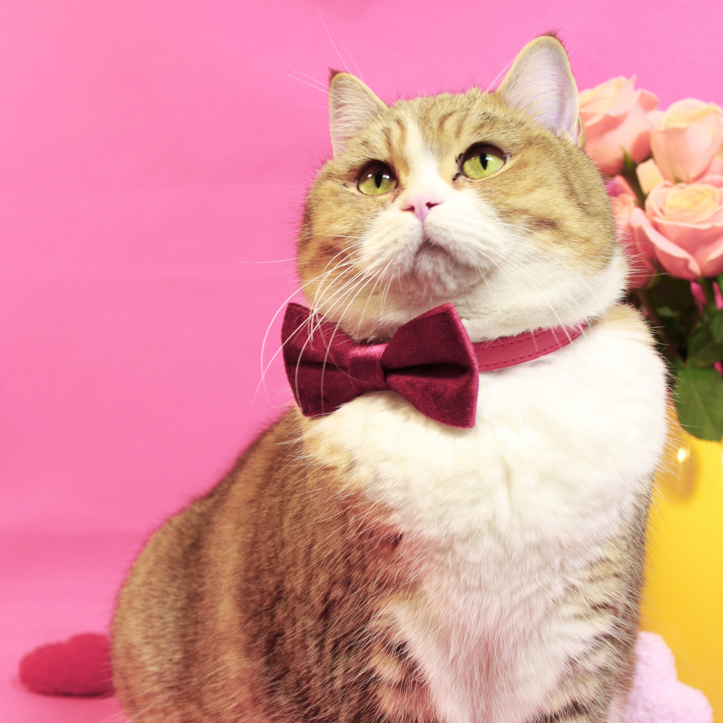 Cat Gift Set in Red with Modular Collar Velvet Bow and Catnip Toys