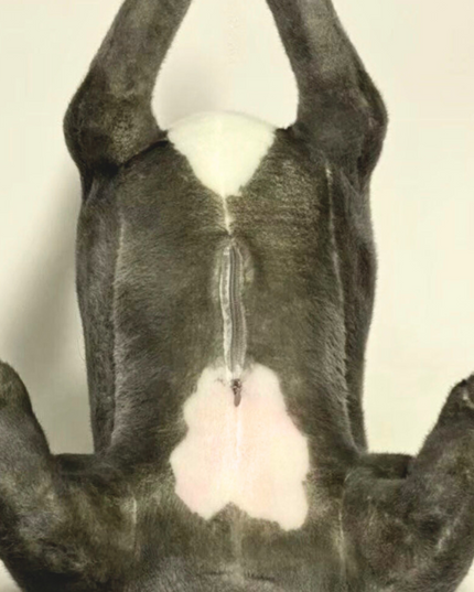 24-Inch Custom Pet Plush Gift (61 cm) – Handmade Luxury Stuffed Animal Keepsake