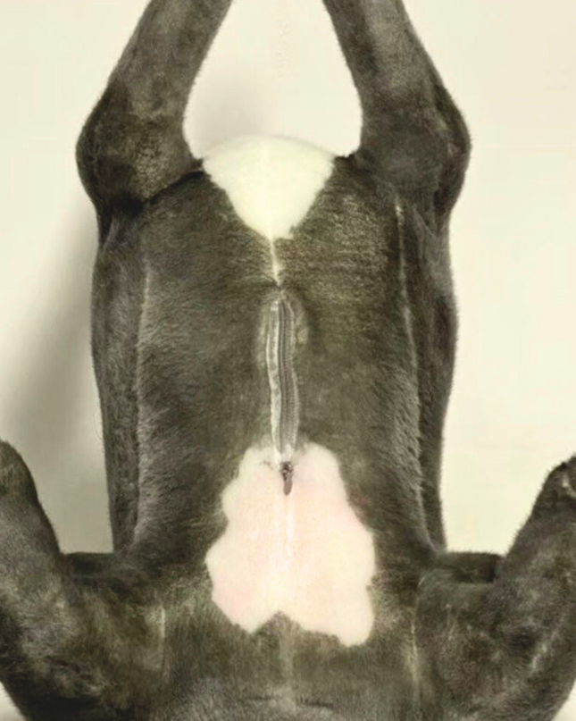 24-Inch Custom Pet Plush Gift (61 cm) – Handmade Luxury Stuffed Animal Keepsake