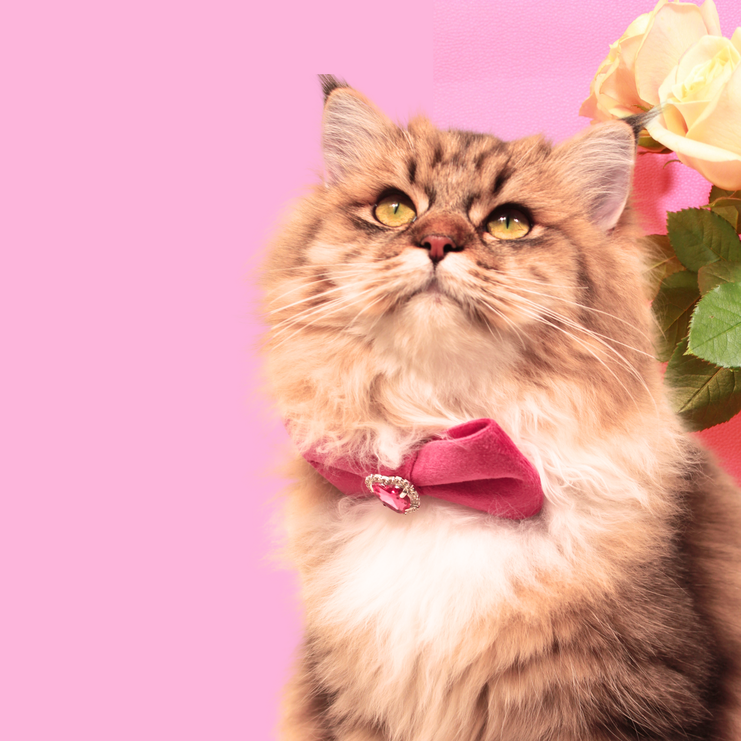 Modular Cat Collar with Bright Pink Velvet Bow and Zircon Shine