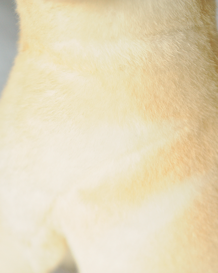 10-Inch Custom Pet Plush Gift (25 cm) – Handmade Keepsake