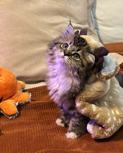 Adorable Reindeer Pet Costume Cloak