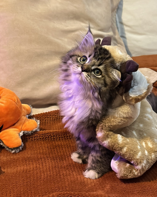 Adorable Reindeer Pet Costume Cloak