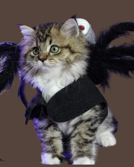 Halloween Spider with Head Scarf Pet Costume