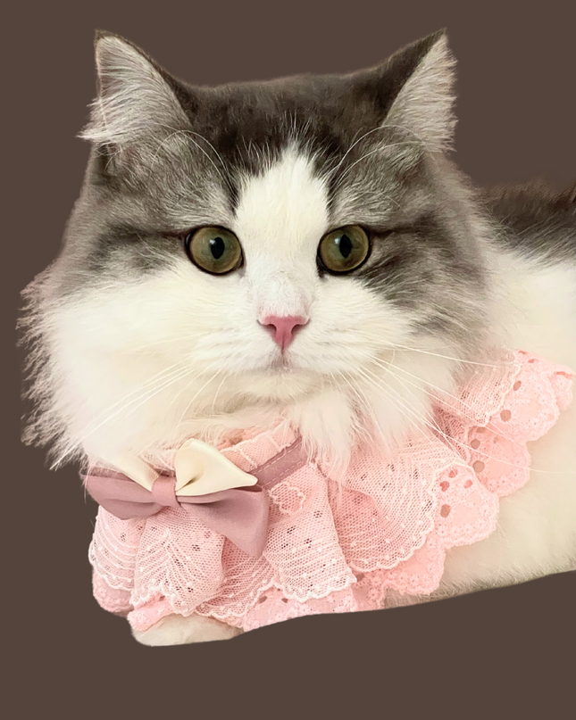 Coral Pink Embroidered Cotton Ruffle Lace Princess Collar