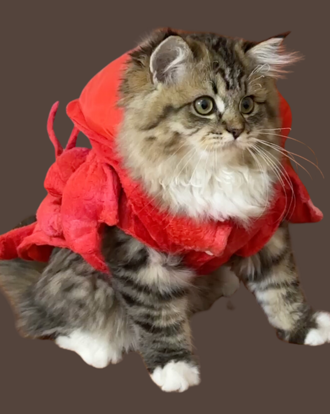 Lobster Costume for Pets