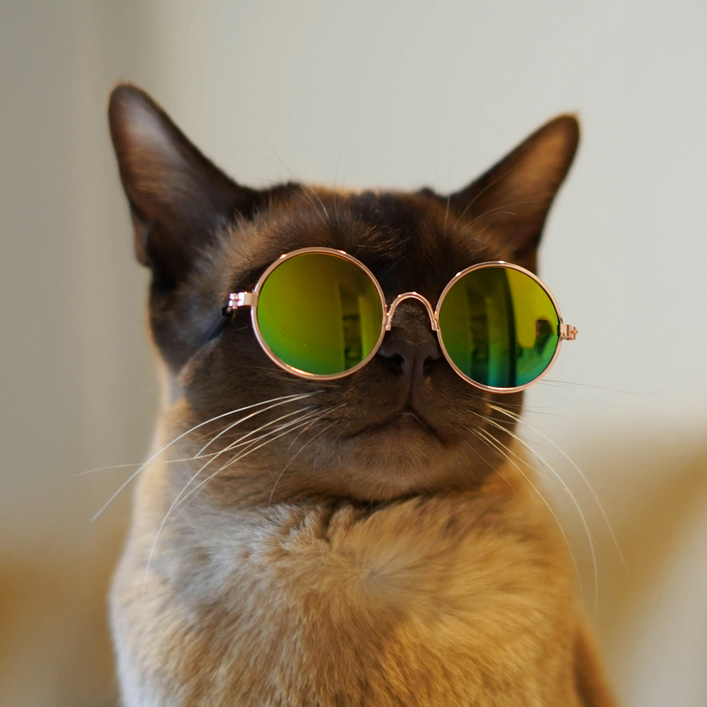 Gold Frame Yellow Round Solid Mirror Sunglasses for Pets