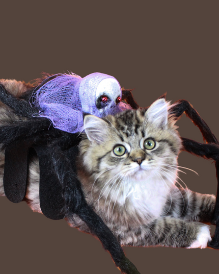 Halloween Spider with Head Scarf Pet Costume