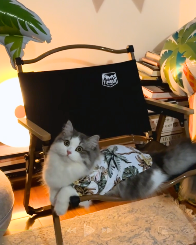 Soft Cotton Hawaii T-Shirt for Cats and Small Dogs