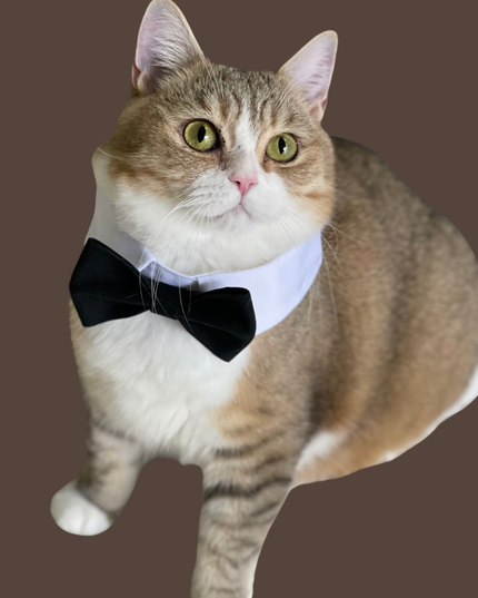 Classic Black Bowtie for Pets