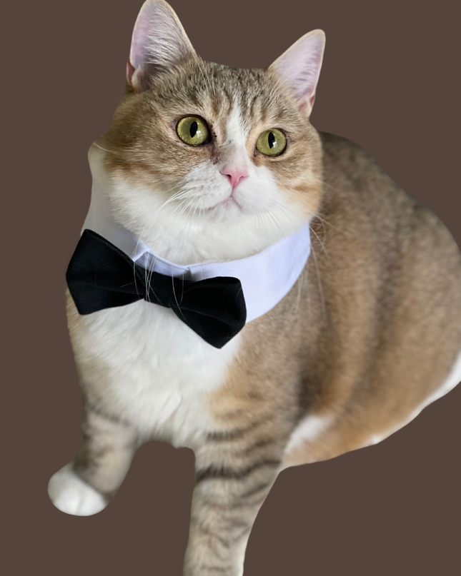 Classic Black Bowtie for Pets