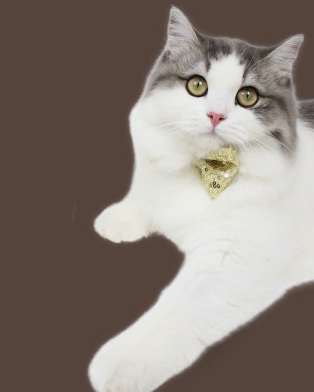 Silver Sequins Bow Tie for Pets