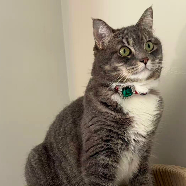 Chief Security Officer