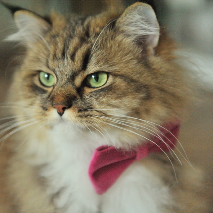 MoriCat Bright Pink Bowtie and Collar Set for Cats