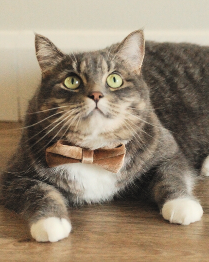 MoriCat Champagne Bowtie and Collar Set for Cats