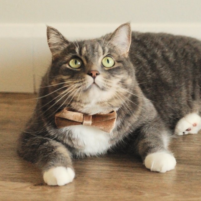MoriCat Champagne Bowtie and Collar Set for Cats