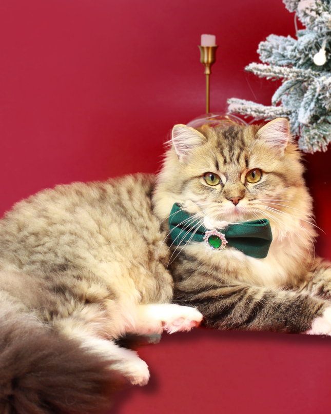 MoriCat Christmas Green Bowtie and Collar Set for Cats