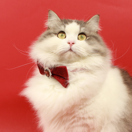 MoriCat Christmas Red Bowtie and Collar Set for Cats