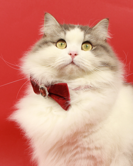 MoriCat Christmas Red Bowtie and Collar Set for Cats